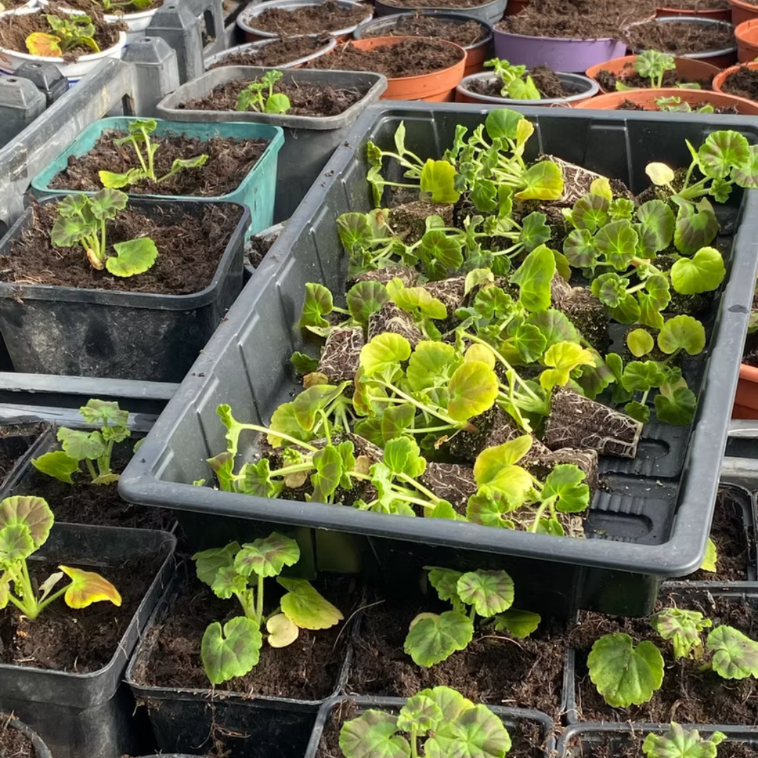 Untitled design (25)